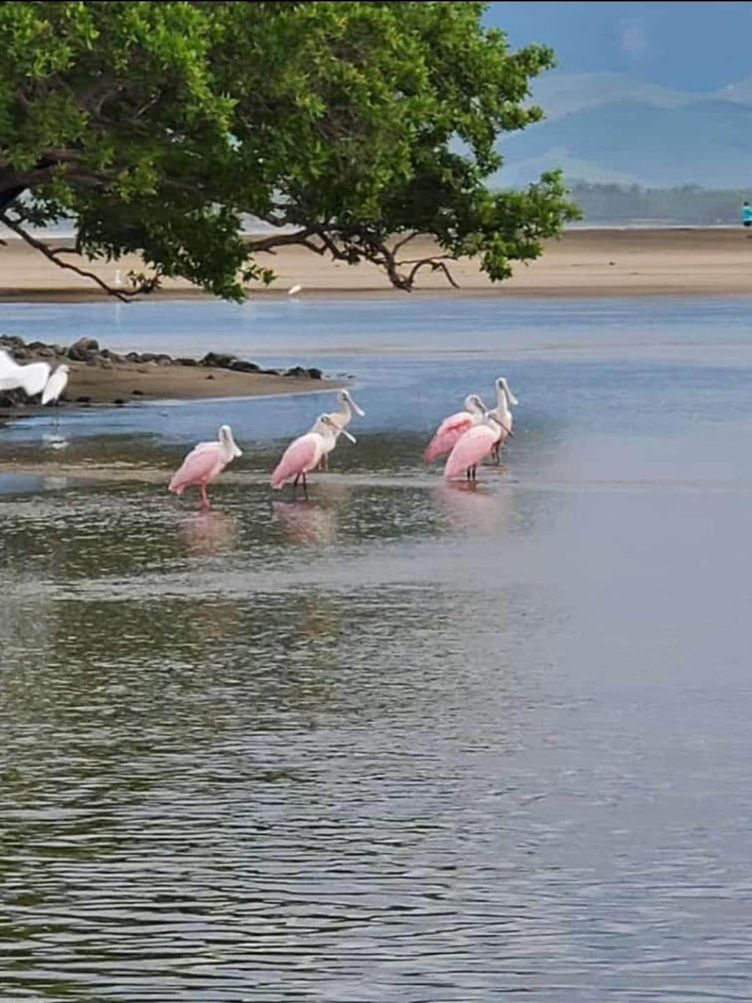 Turtle Beach Villas Zihuatanejo Ngoại thất bức ảnh